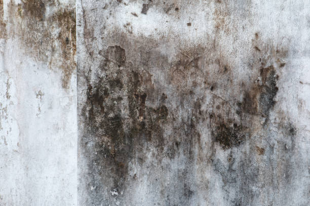 Best Mold Remediation for Healthcare Facilities  in Vandergrift, PA