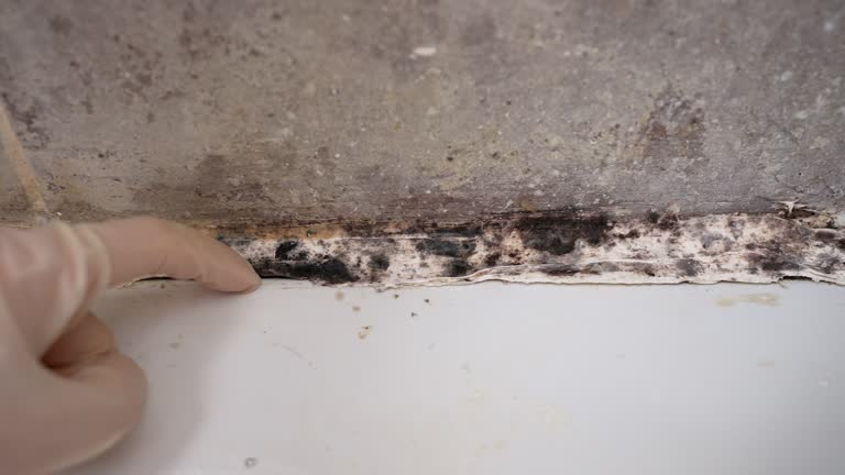 Best Dehumidification Services  in Vandergrift, PA